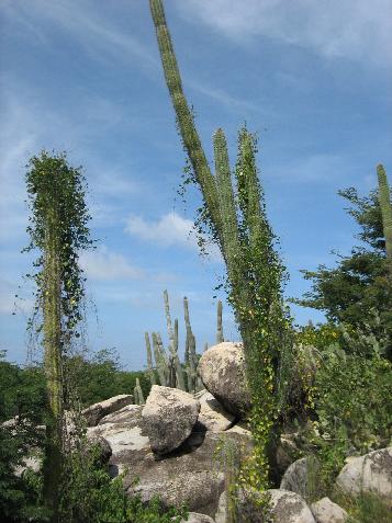 20060118104532   Vines attack cactus